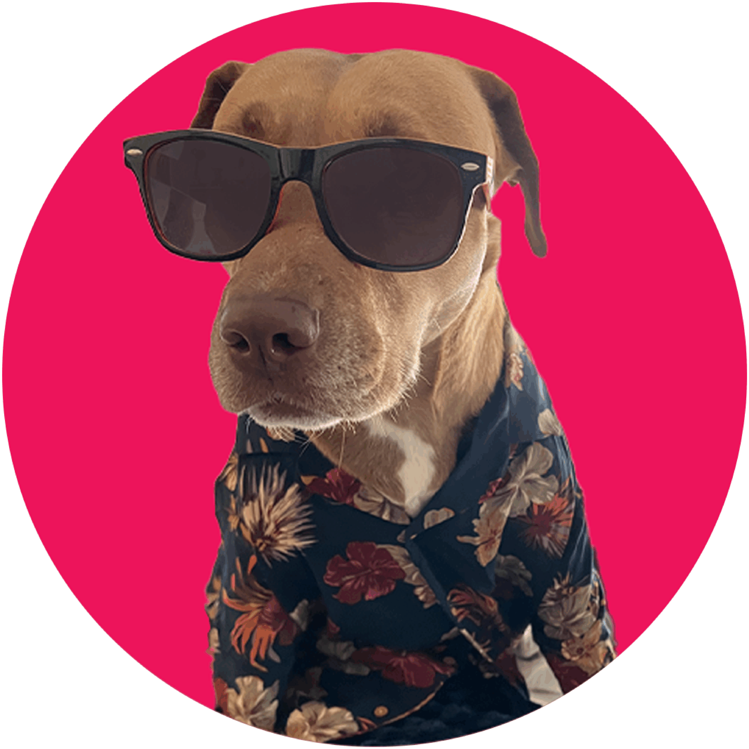 Soka graphic circle new 3